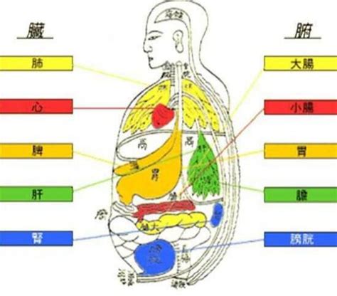 五藏六腑|人体五脏六腑器官分布图及功能关系